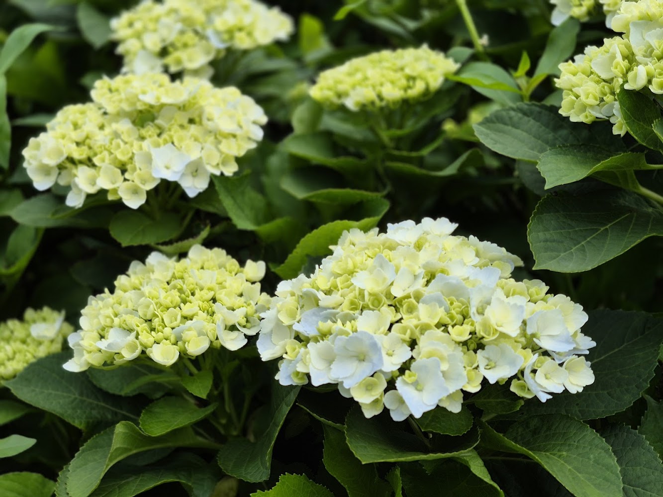 探索萬里繡球花：高家繡球花田的絕美花海體驗