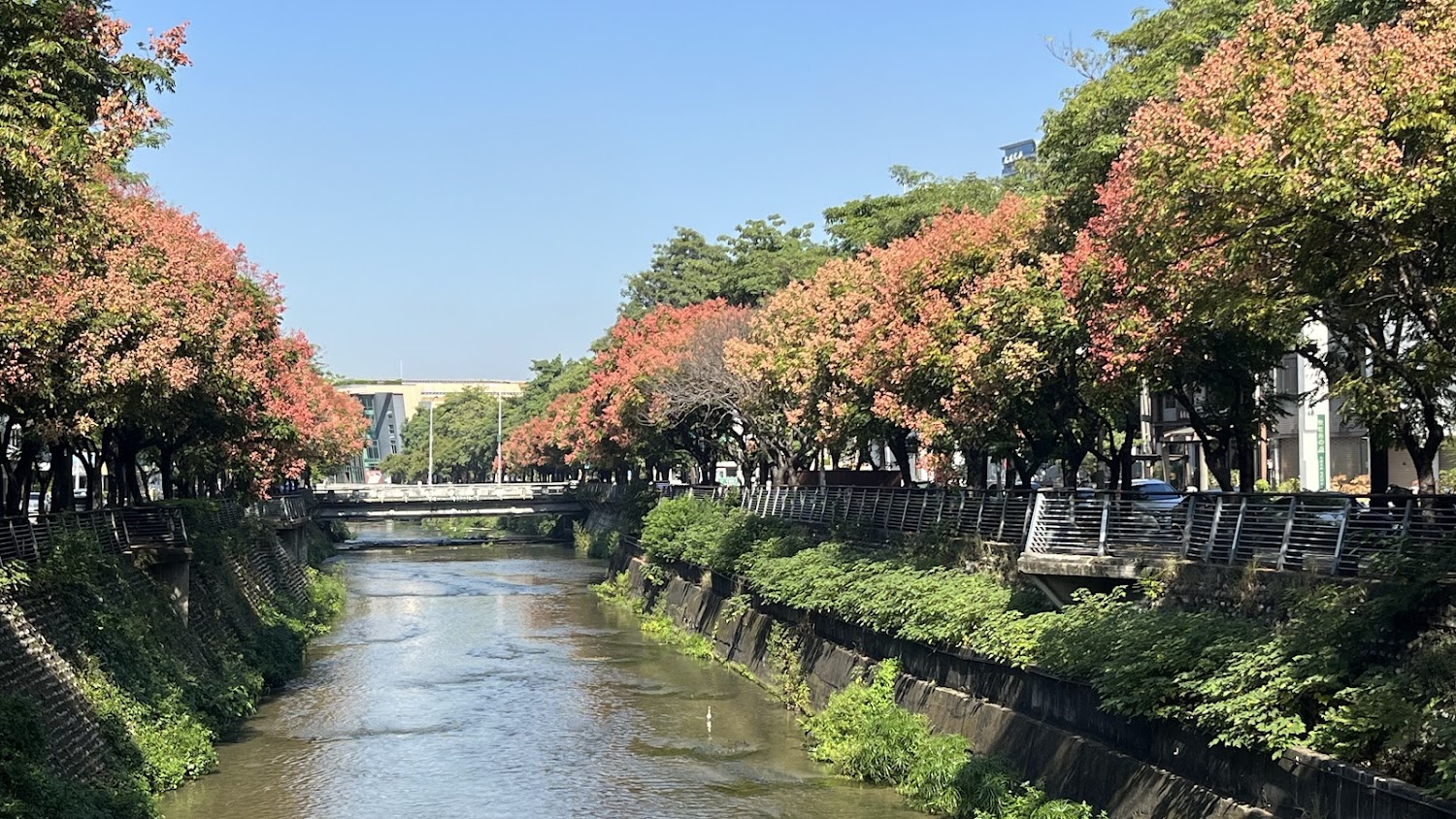 朝馬三街臺灣欒樹