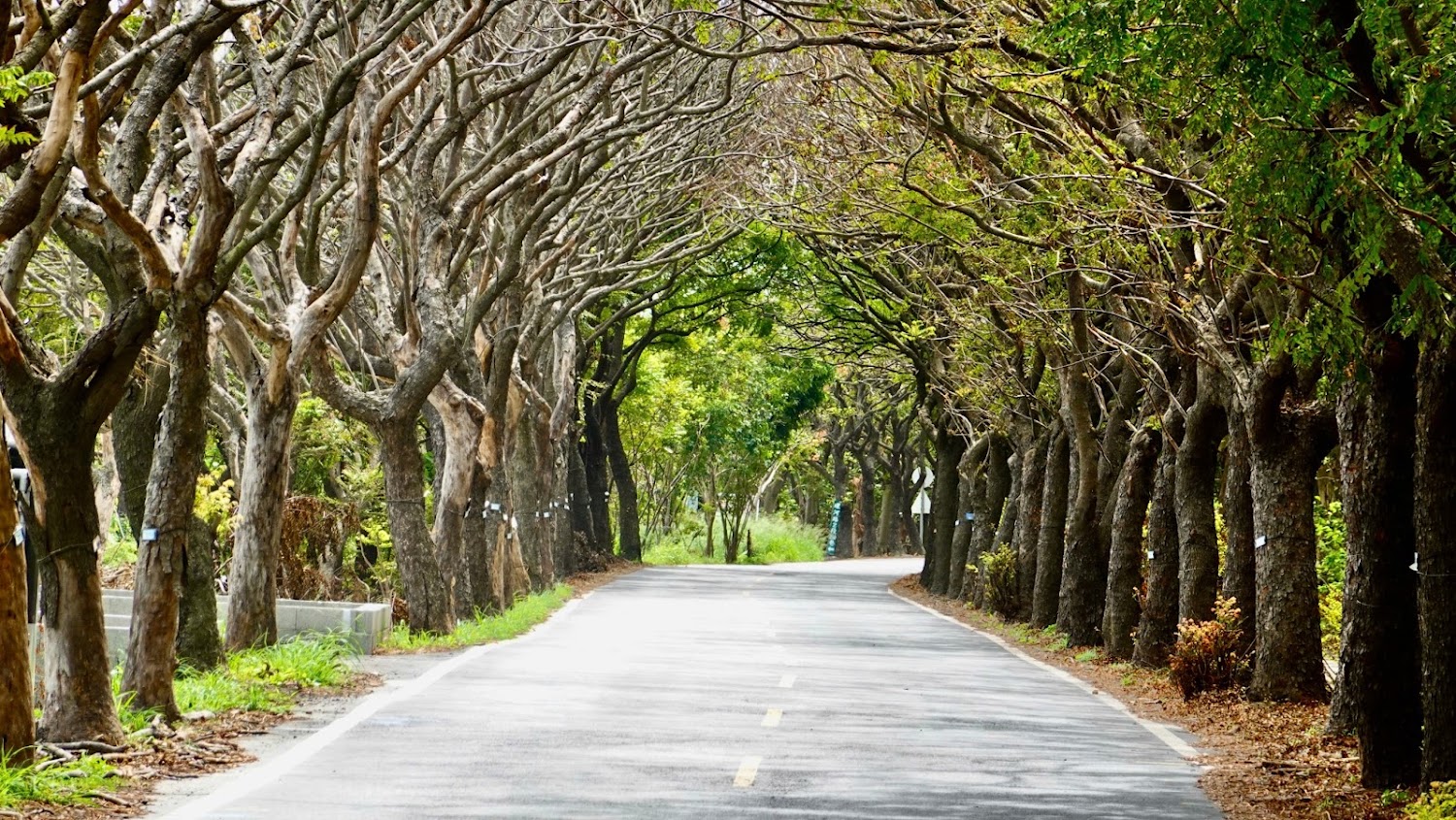 東螺溪欒樹木棧觀景台