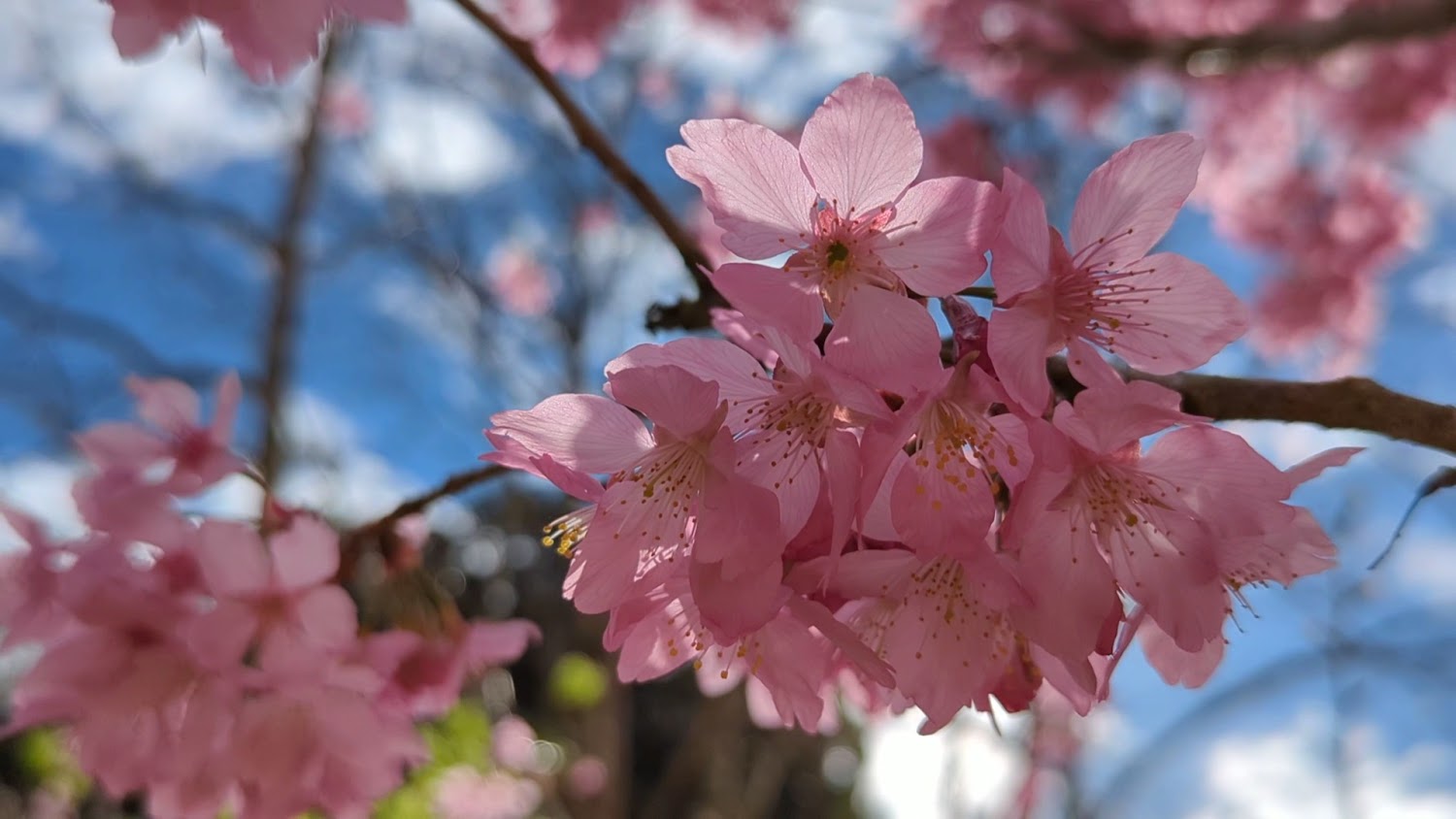 杉林溪小木屋：必訪的魅力住宿選擇