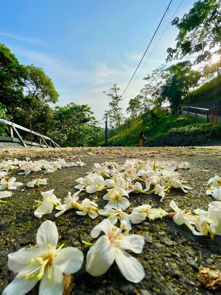 油桐花秘境探索：台灣最美的桐花景點綜合指南
