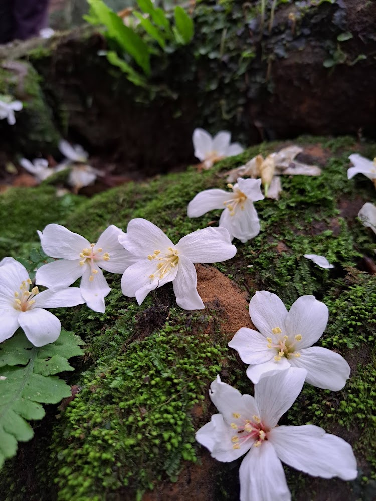 油桐花秘境探索：台灣最美的桐花景點綜合指南