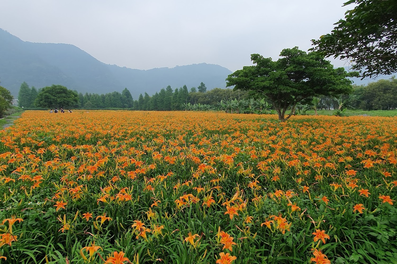台灣金針花海賞花全攻略｜日月潭、六十石山、赤科山五大景點一次看！