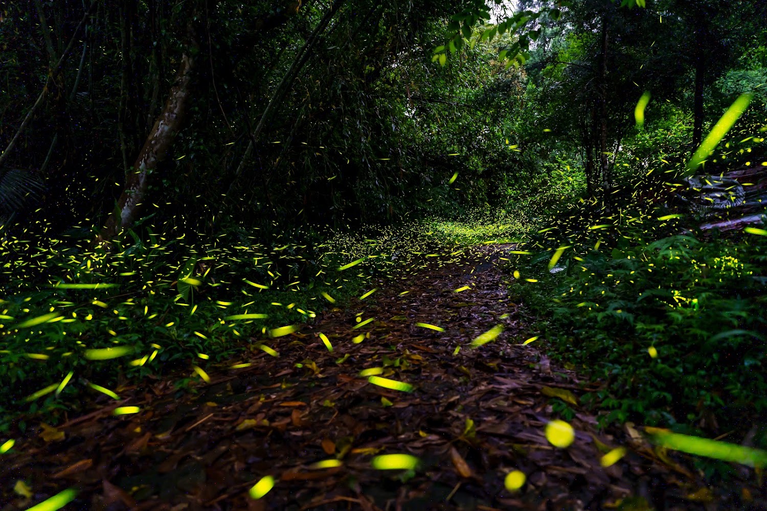 東窩溪螢火蟲生態區