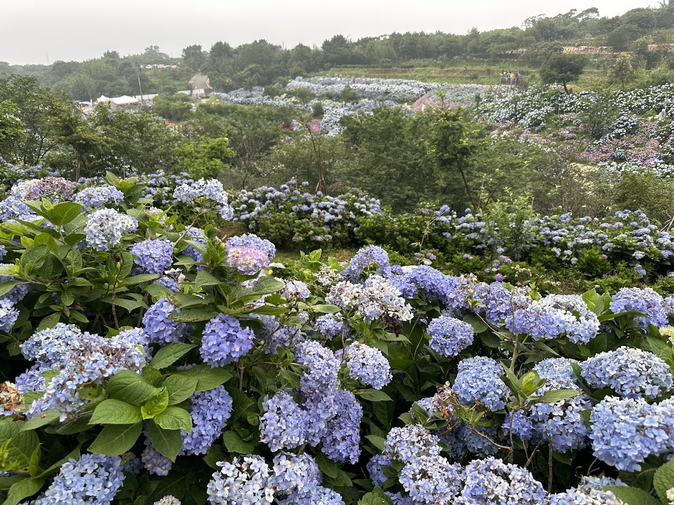 高家繡球花田：2025年必去的繡球花盛會