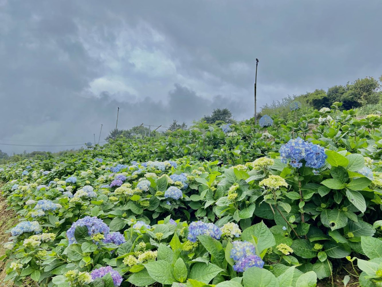 高家繡球花田：2025年必去的繡球花盛會