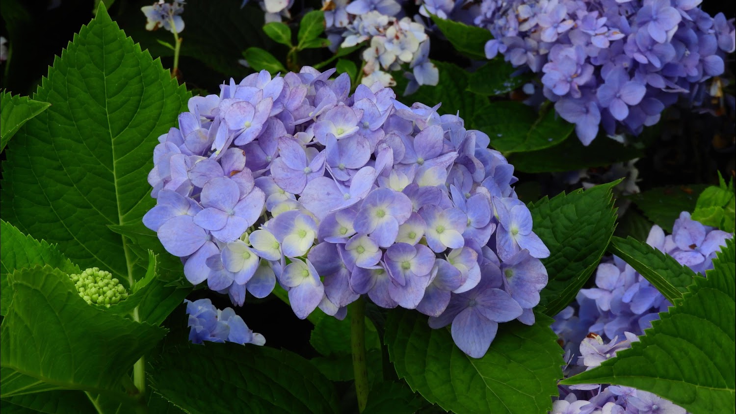 高家繡球花田：2025年必去的繡球花盛會