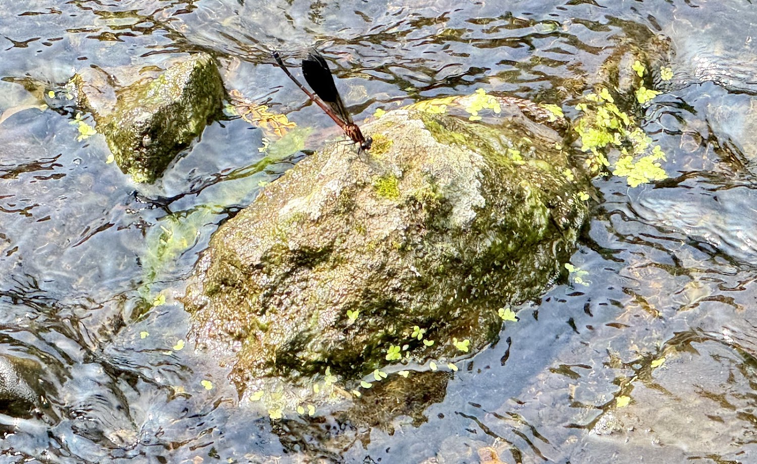 陽明山國家公園