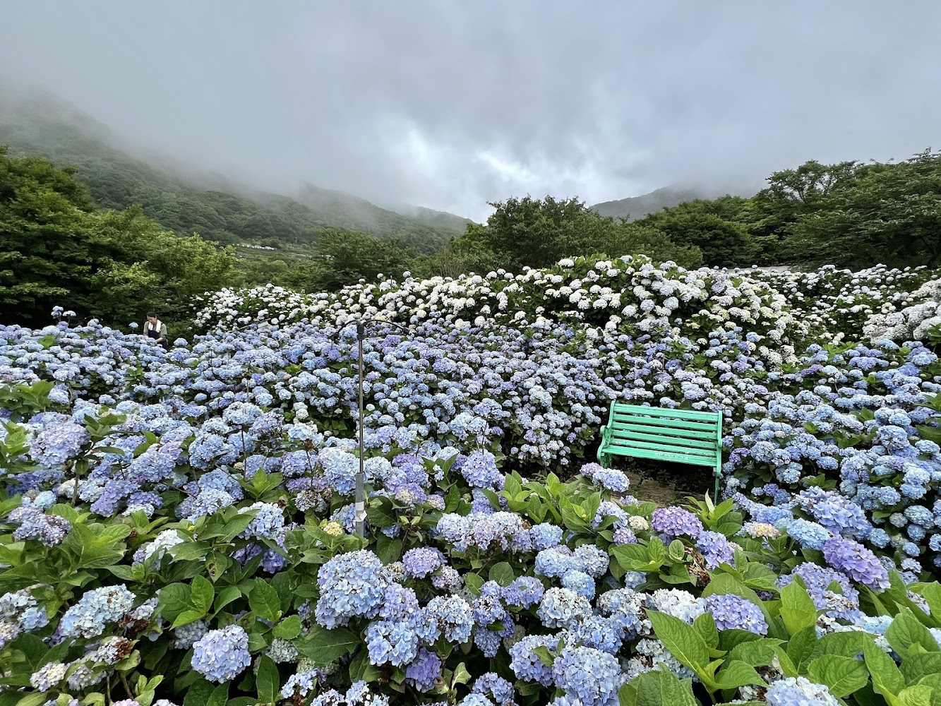竹子湖花與樹繡球花園