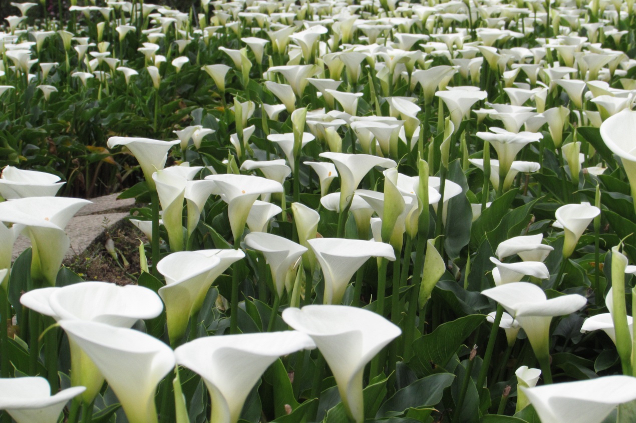 探索竹子湖的魅力:台北隱藏版旅遊寶地