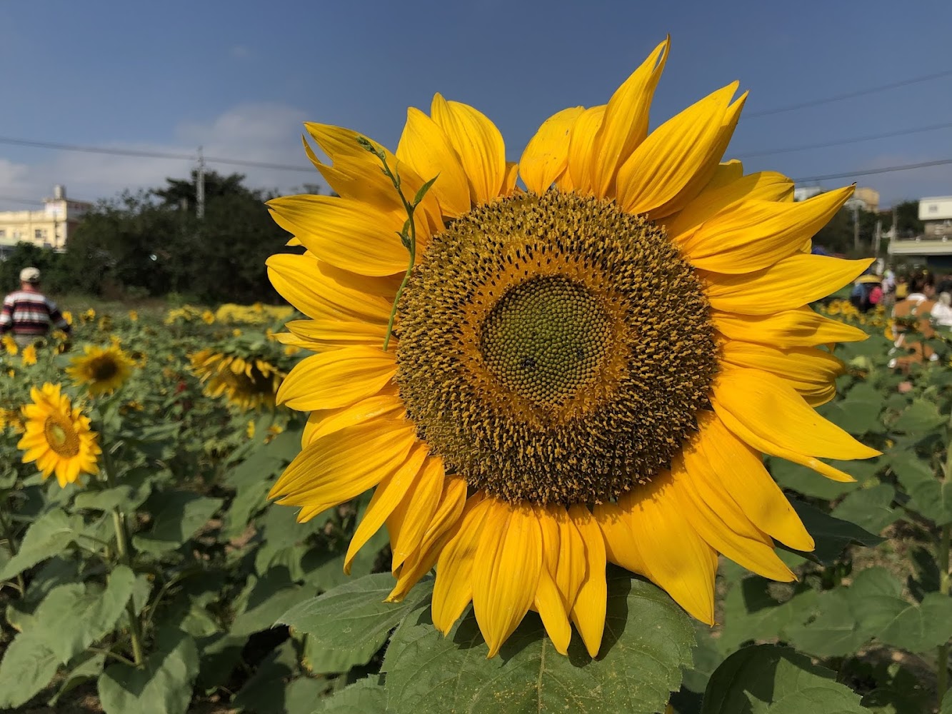 苗栗6月花季必去景點推薦｜體驗花露農場、銅鑼杭菊花季！