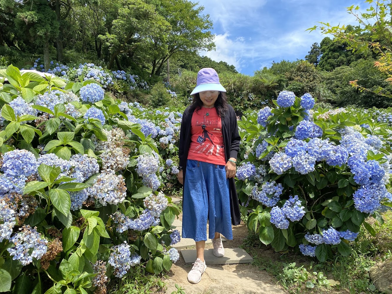 午後陽光繡球花田