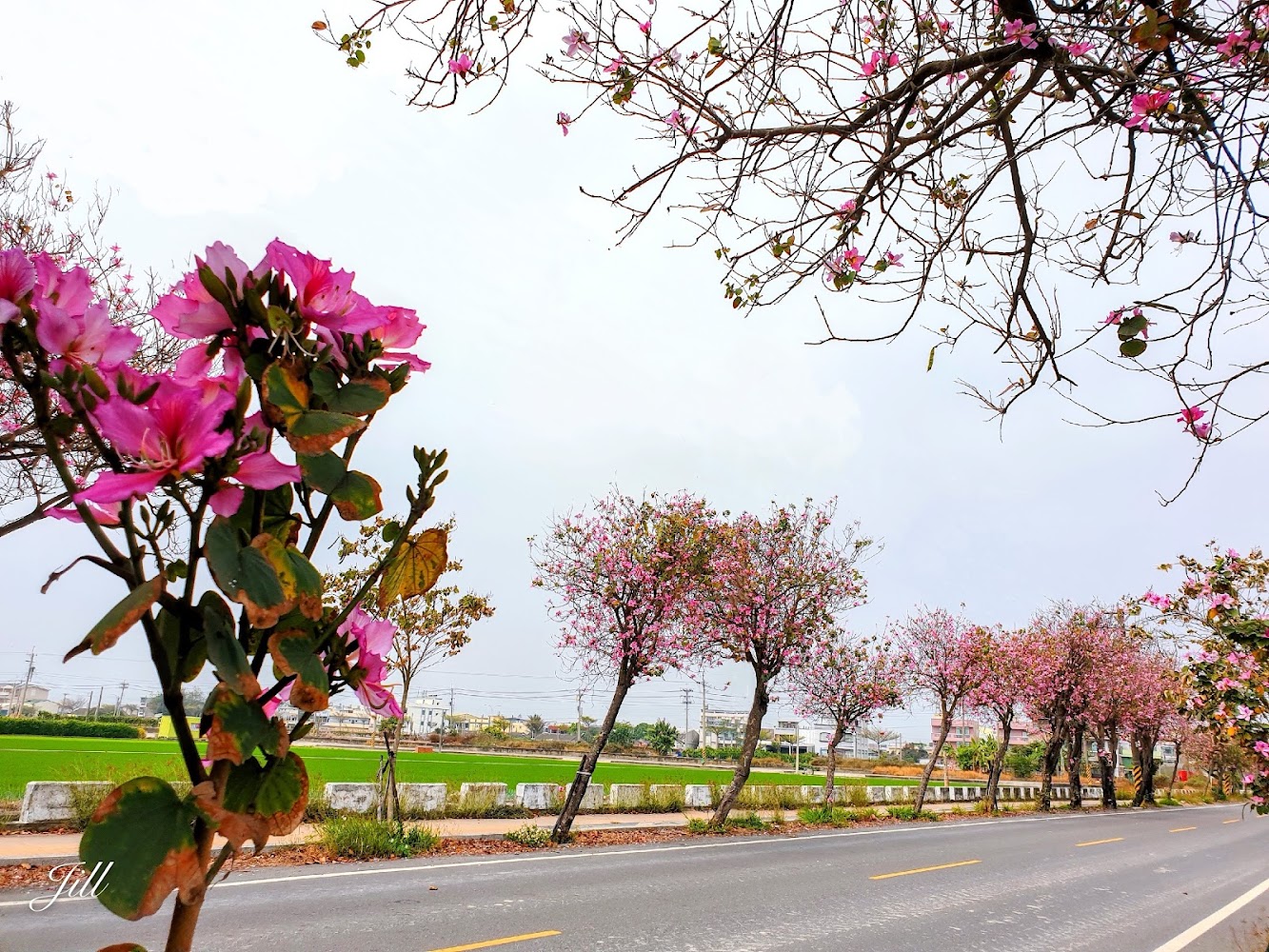 土庫羊蹄甲大道