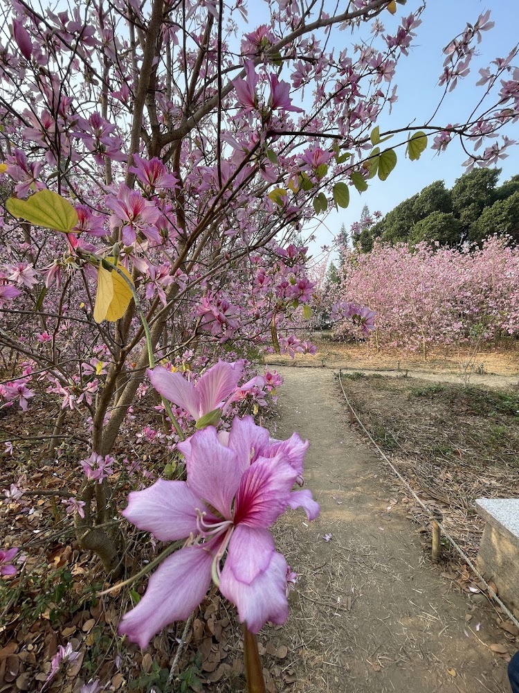 台南公園羊蹄甲林