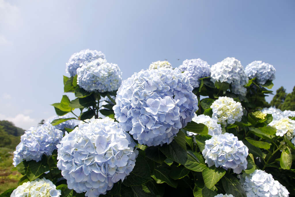 繡球花之美：探索台灣五大夢幻繡球花田