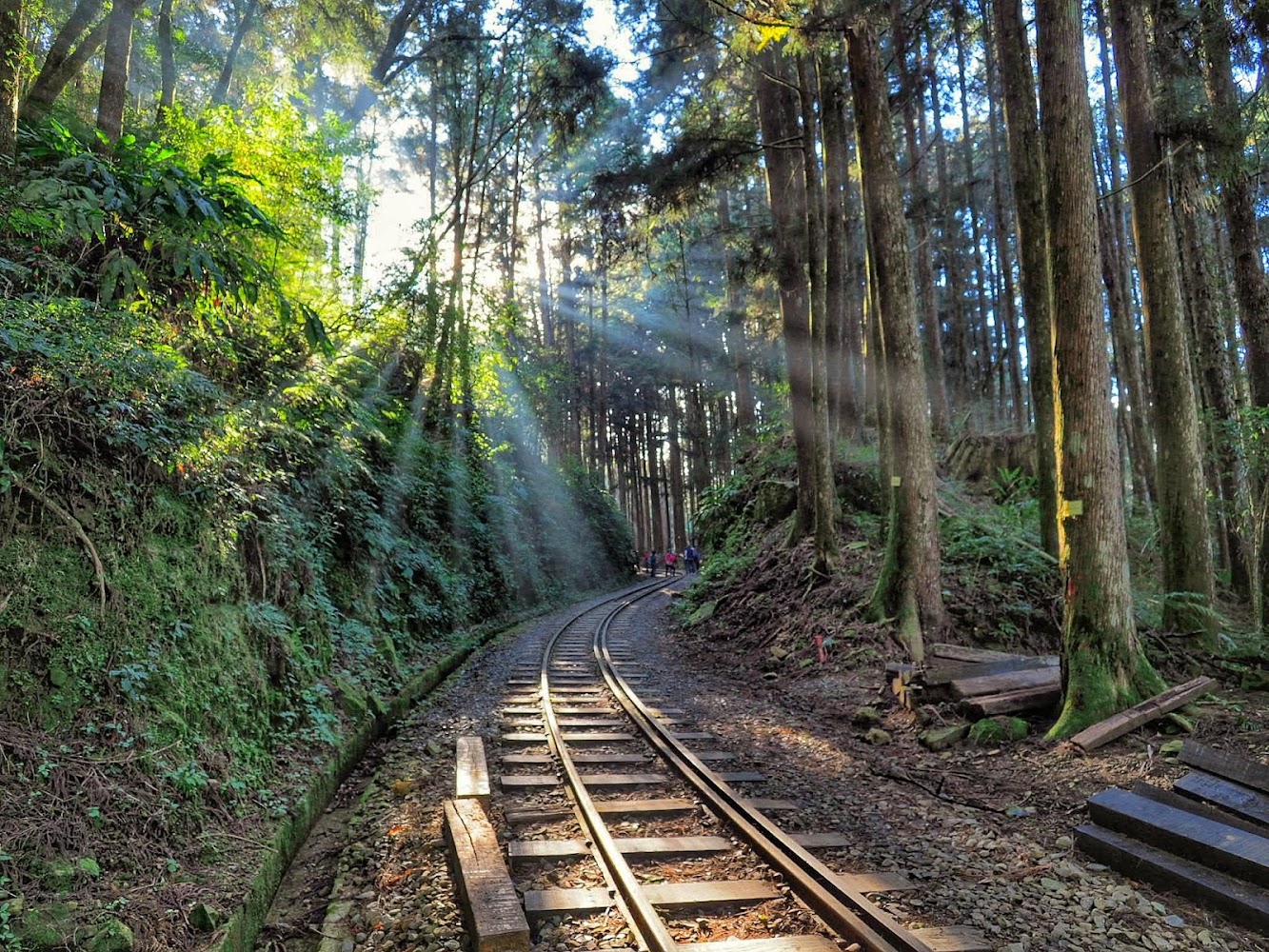 二萬坪風景區｜探索二萬坪黑森林步道的夢幻之旅｜如何享受大自然的饗宴