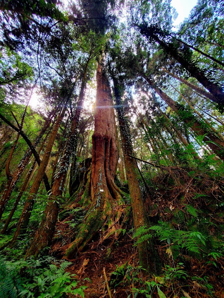 二萬平 抱石巨木