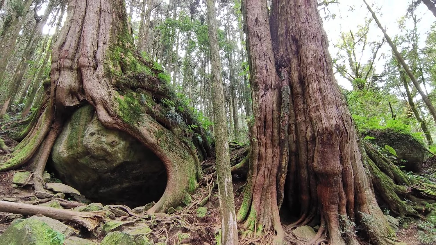 二萬平 抱石巨木