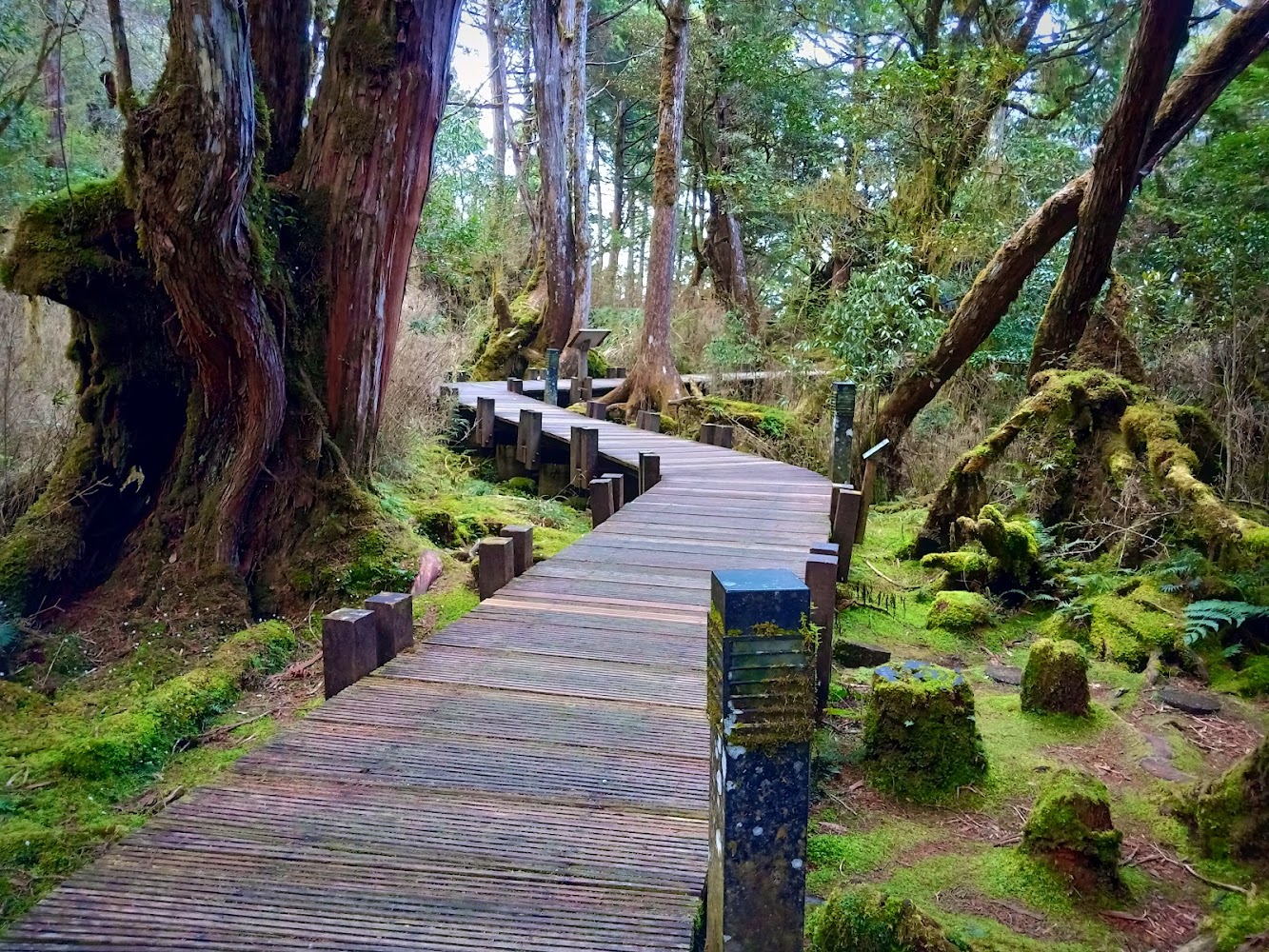 太平山檜木原始林步道|探索原始檜木步道|太平山檜木原始林步道的魅力與秘訣