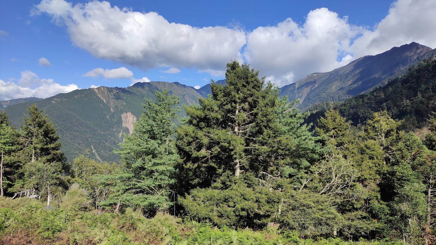 觀高坪登山攻略｜深入玉山國家公園的高山秘境，體驗自然壯景與歷史遺跡