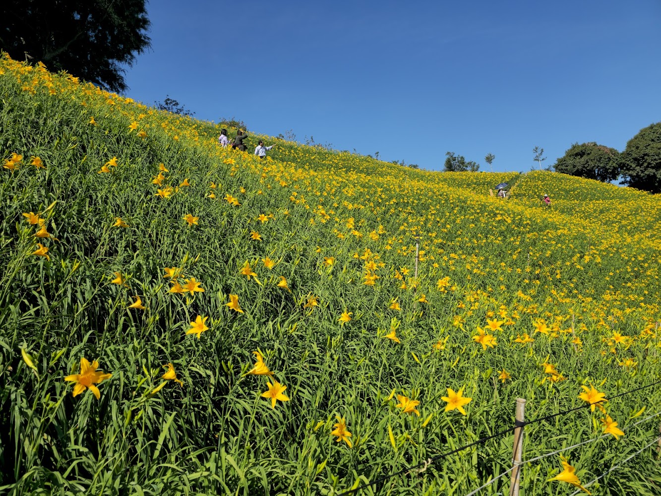 虎山巖金針花：絕美的金針花海與最佳觀賞攻略
