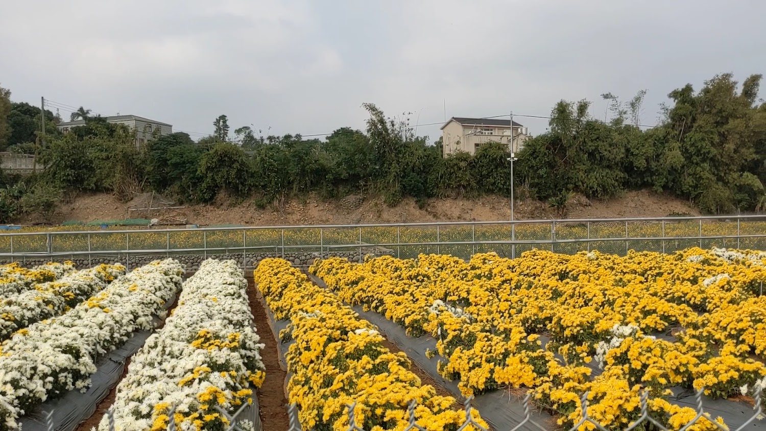 苗栗銅鑼 杭菊花季會場