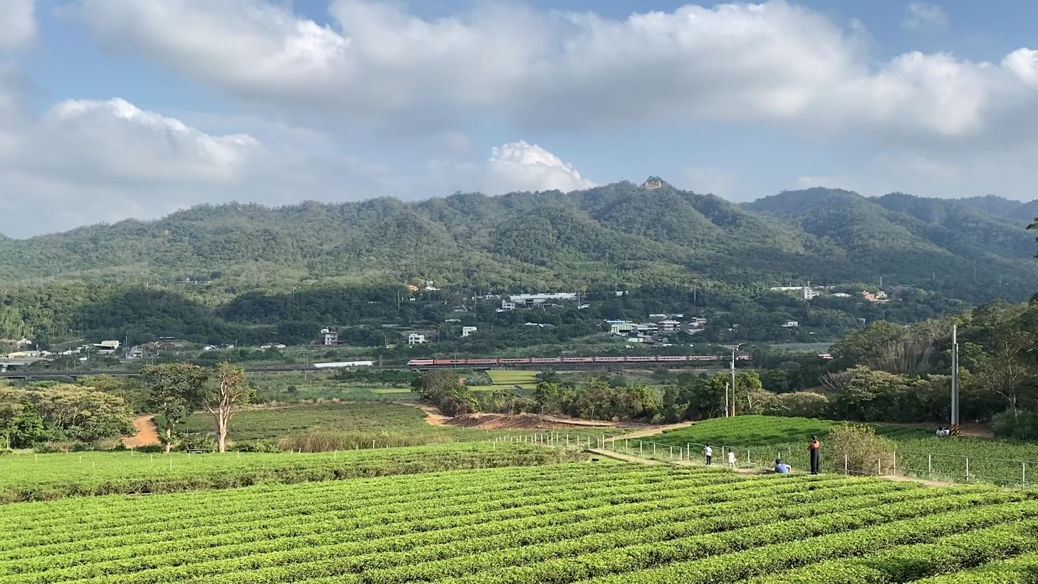 銅鑼茶廠