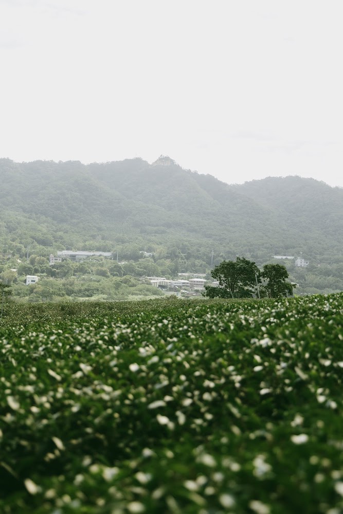 影片|銅鑼茶廠:探索台灣農林的茶文化與美食體驗