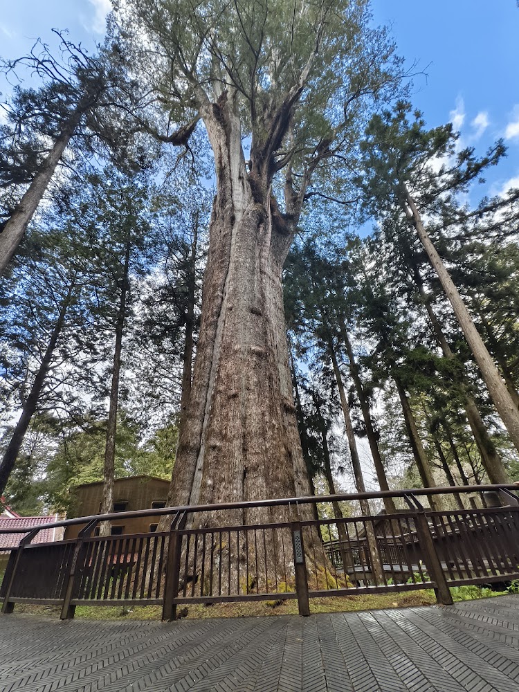 香林神木｜深入探訪阿里山森林遊樂區：全方位旅遊指南
