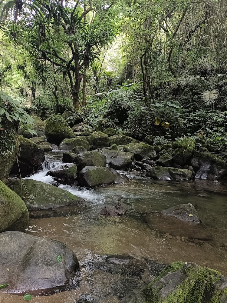 🚶‍♂️馬胎古道健行全攻略｜親子友善、自然生態兼具的尖石秘境路線