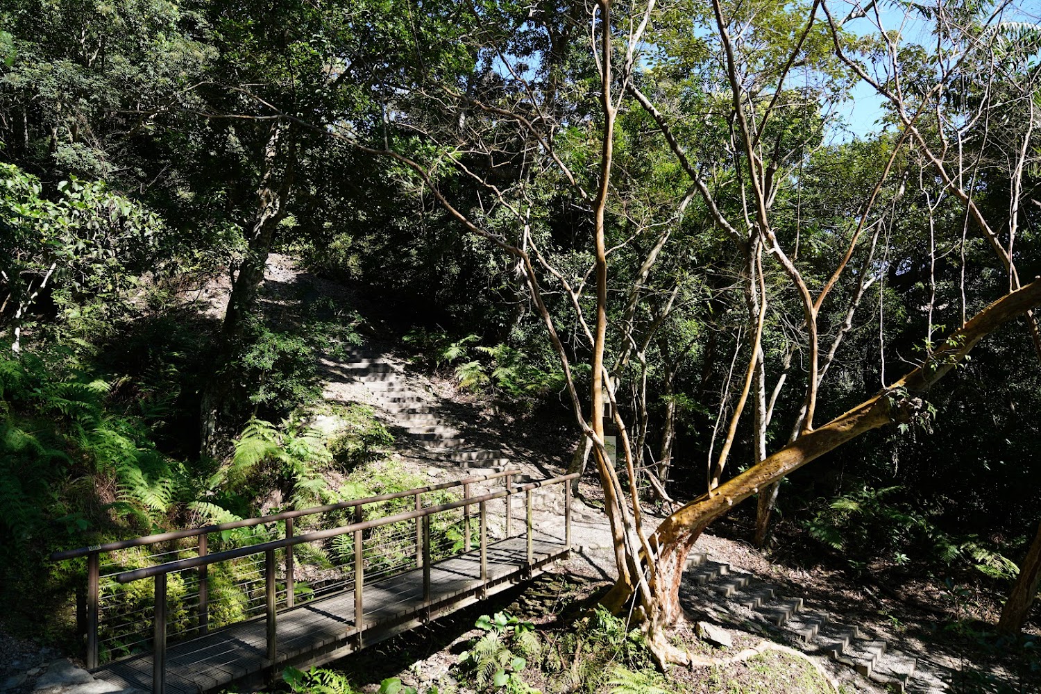 探險知本國家森林遊樂區|自然美景與體驗攻略