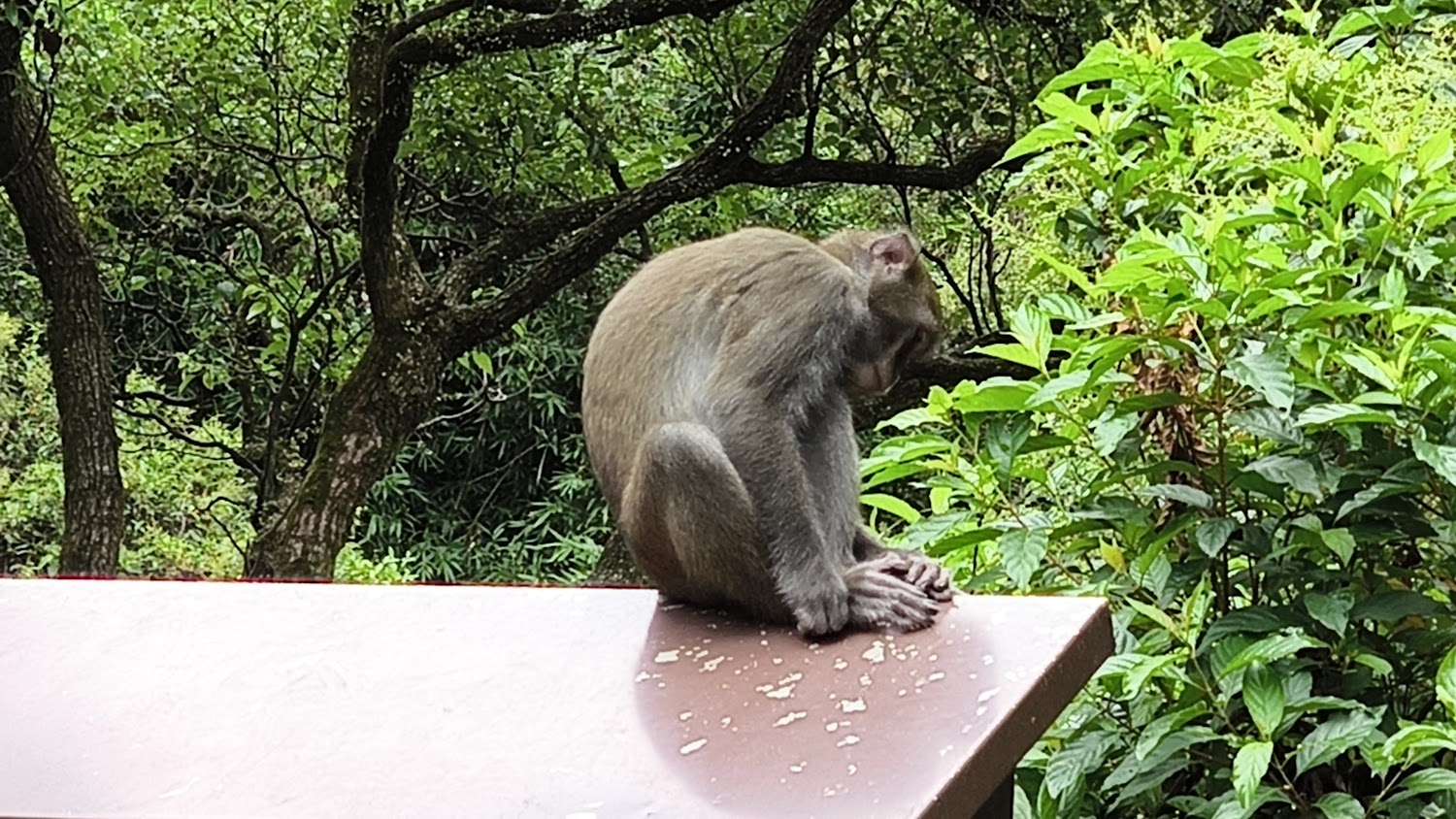 馬槽花藝村：陽明山溫泉中的隱藏寶石，讓你放鬆身心的完美選擇