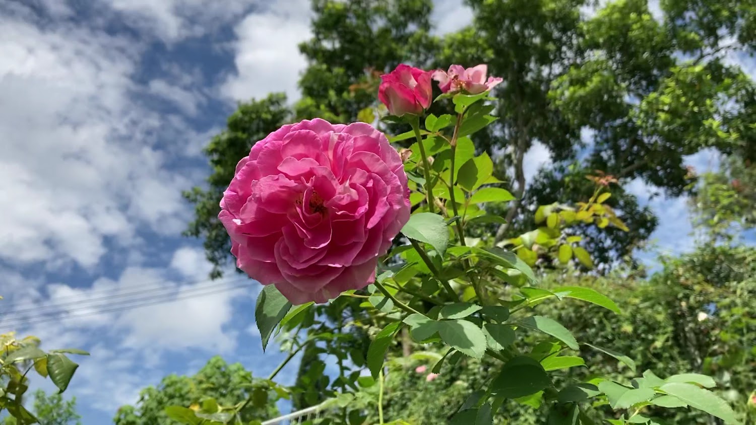 雅聞七里香玫瑰森林