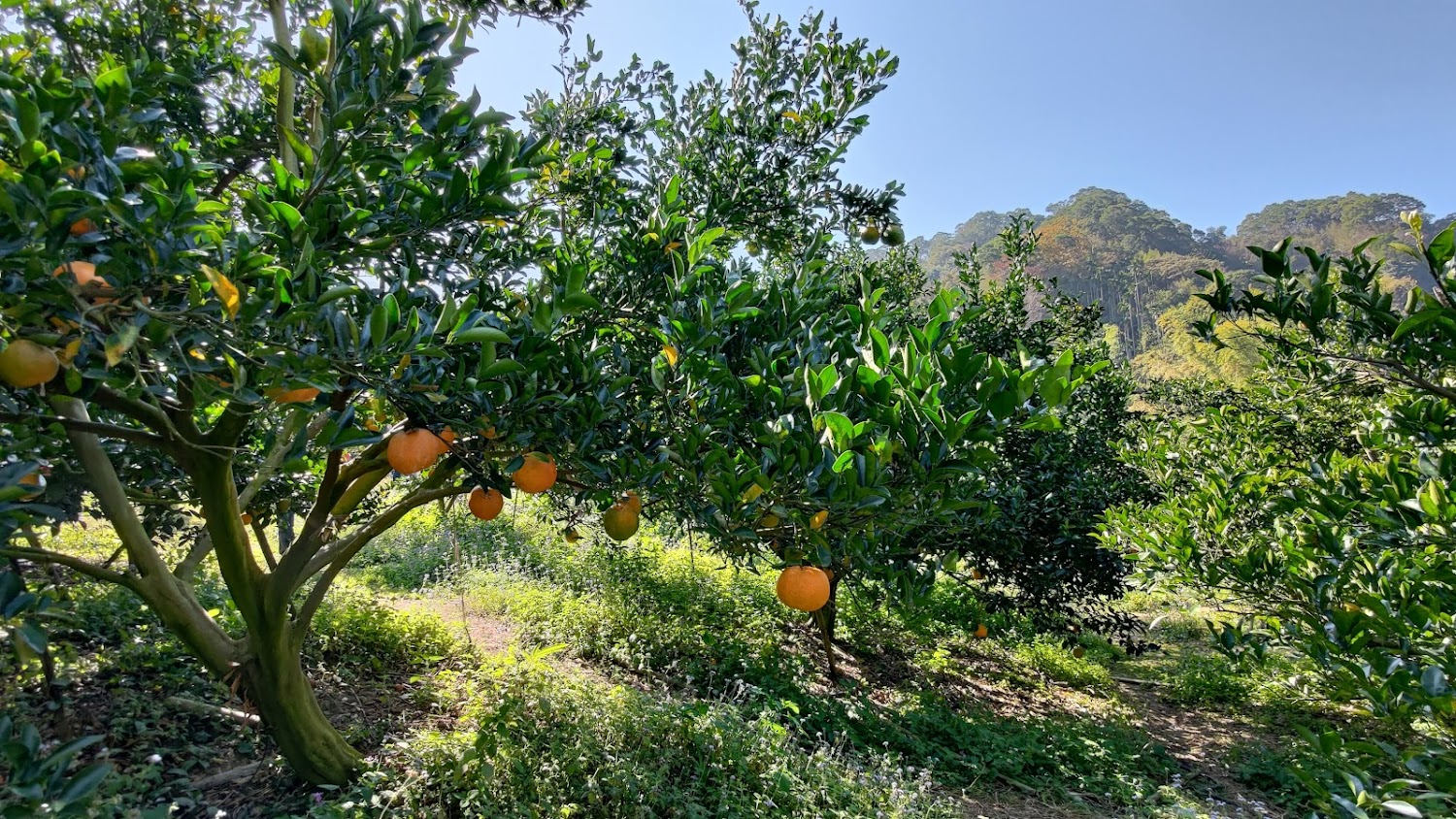 中部牧場DIY體驗：探索農場樂趣與親子互動