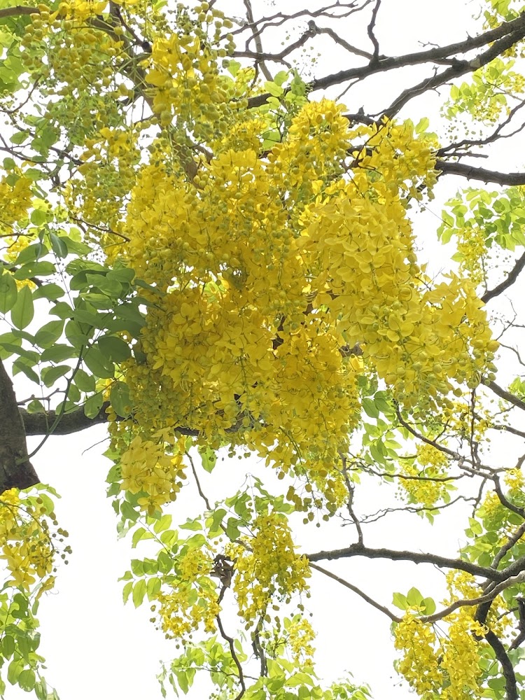 阿勃勒花海：漫遊台南的黃金美景與最佳賞花地點