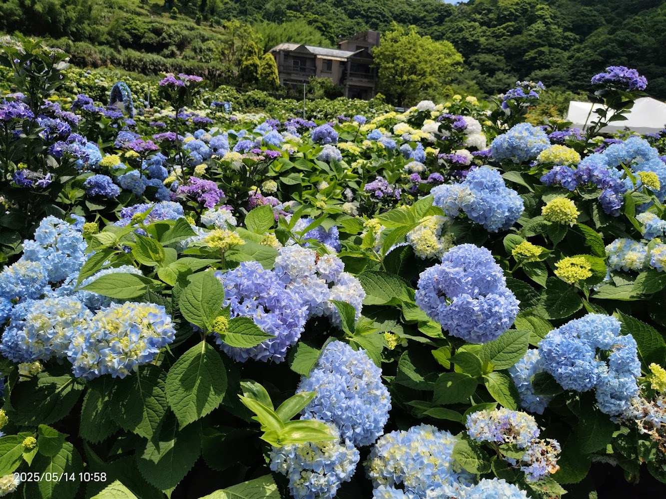 高家繡球花田水尾第二園區