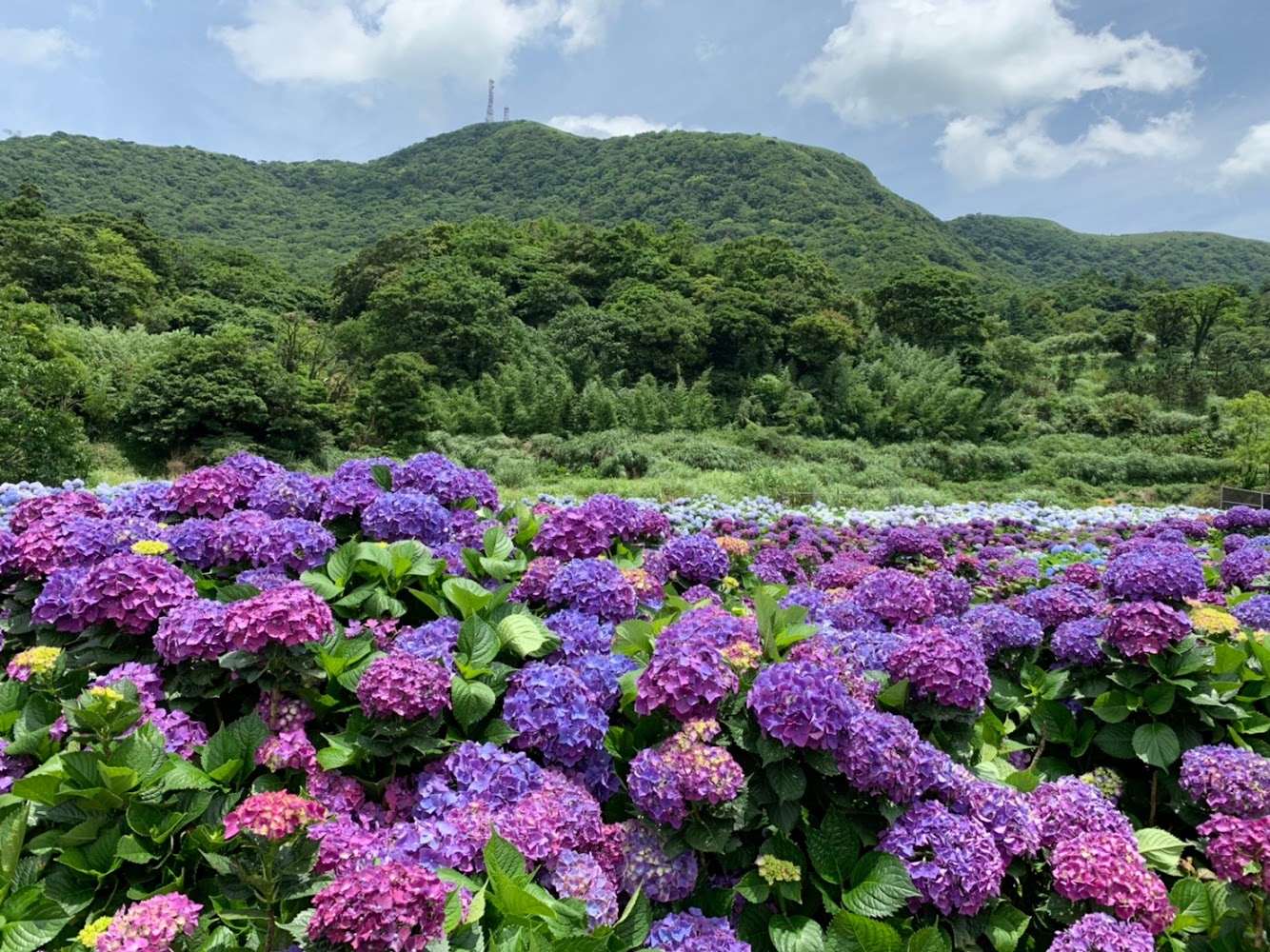 影片｜繡球花海：在竹子湖與高家繡球花田的完美一天