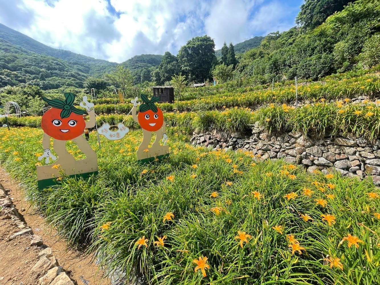 2025竹子湖金針花季開跑！賞花、拍照、美食一次攻略