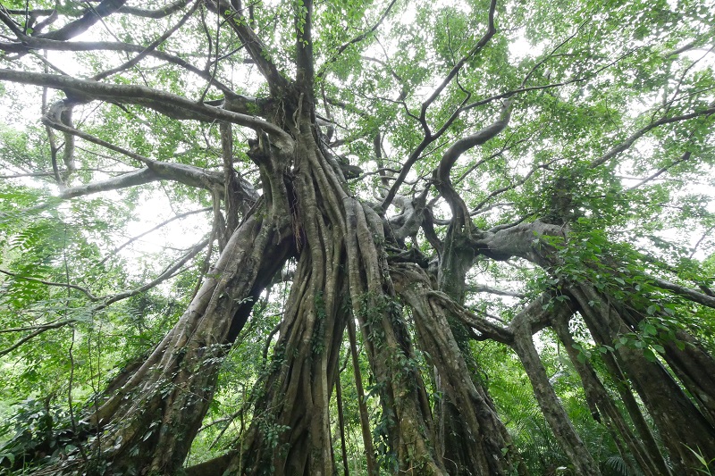 探索知本國家森林遊樂區：最佳旅行攻略