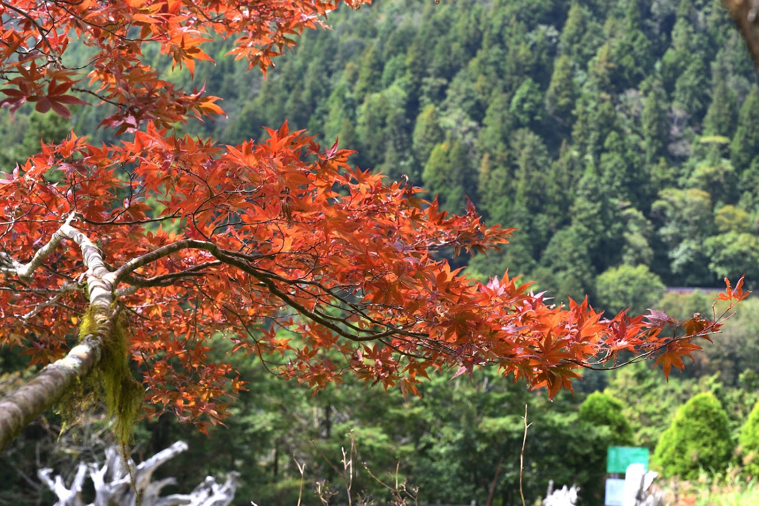太平山莊紅葉步道