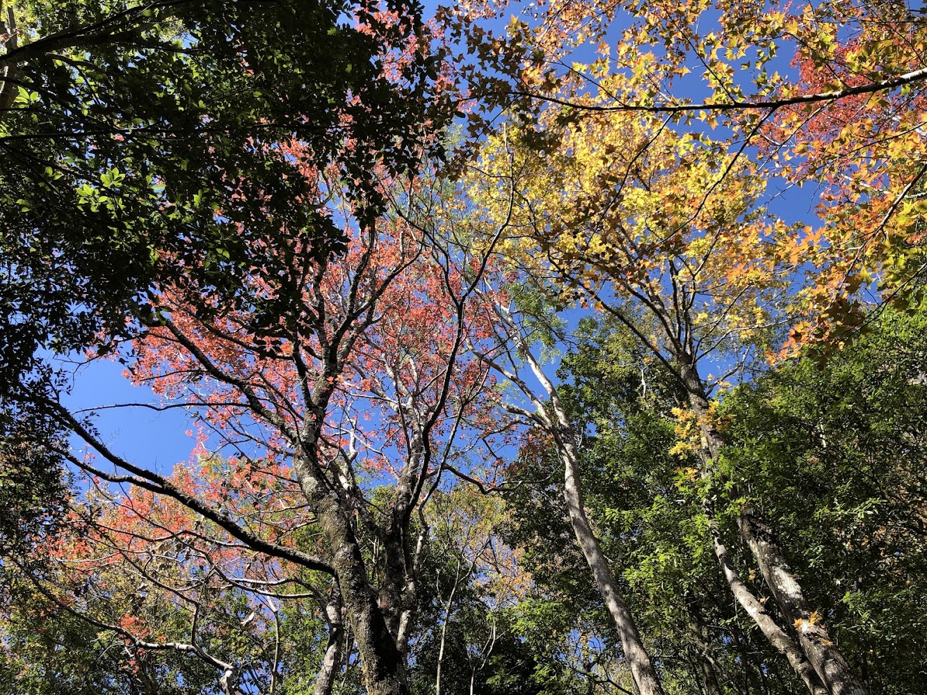 掌握太平山莊紅葉道|最佳賞楓秘訣與景點整理