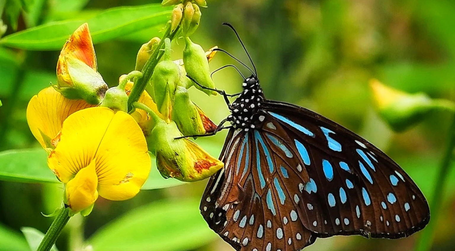 茂林國家風景區探索完全指南：必遊景點和秘訣