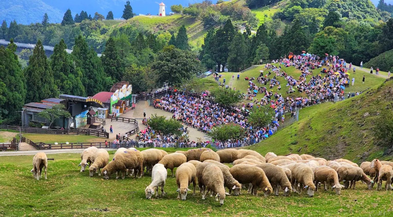 清境農場綿羊秀景象
