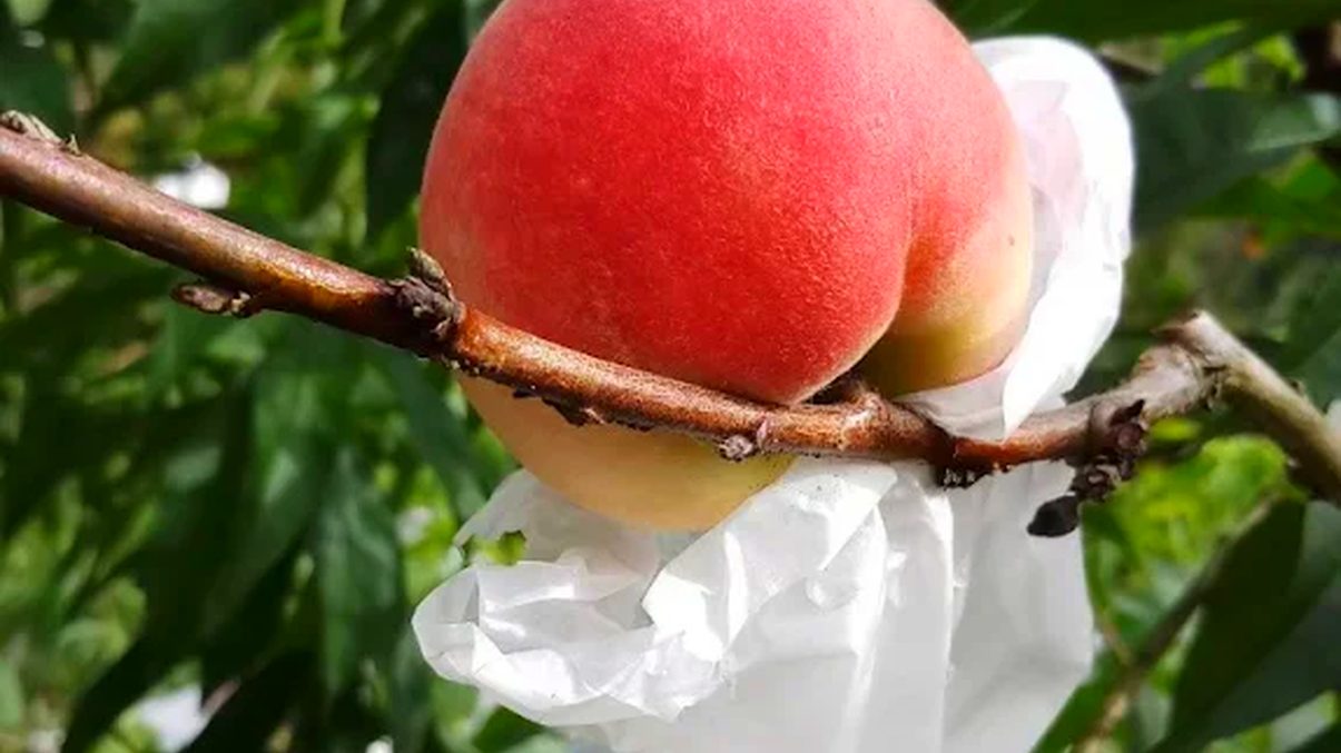 水蜜桃果實特寫