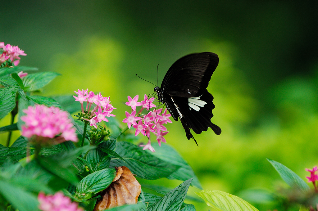 探索知本國家森林遊樂區：最佳旅行攻略