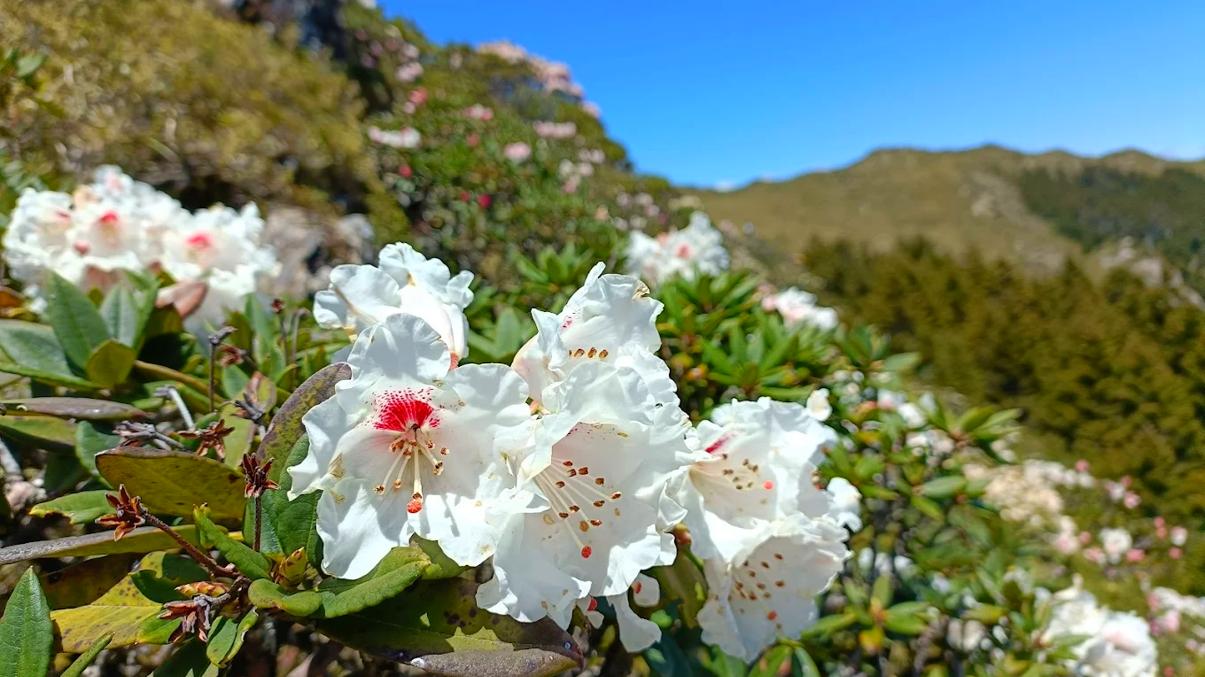 合歡山:隱藏在台灣的雪山秘境與最佳旅遊攻略