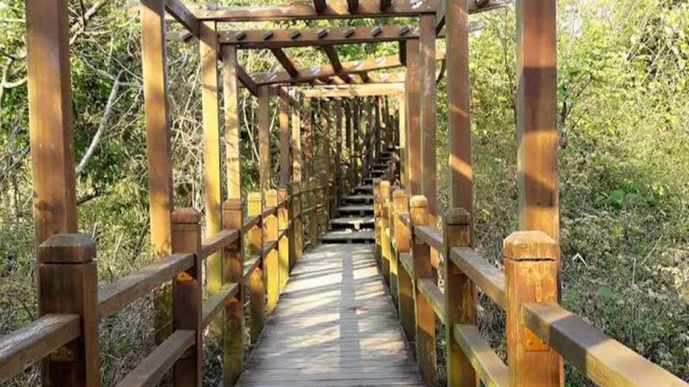 台中爬山：探索大坑十號登山步道的魅力