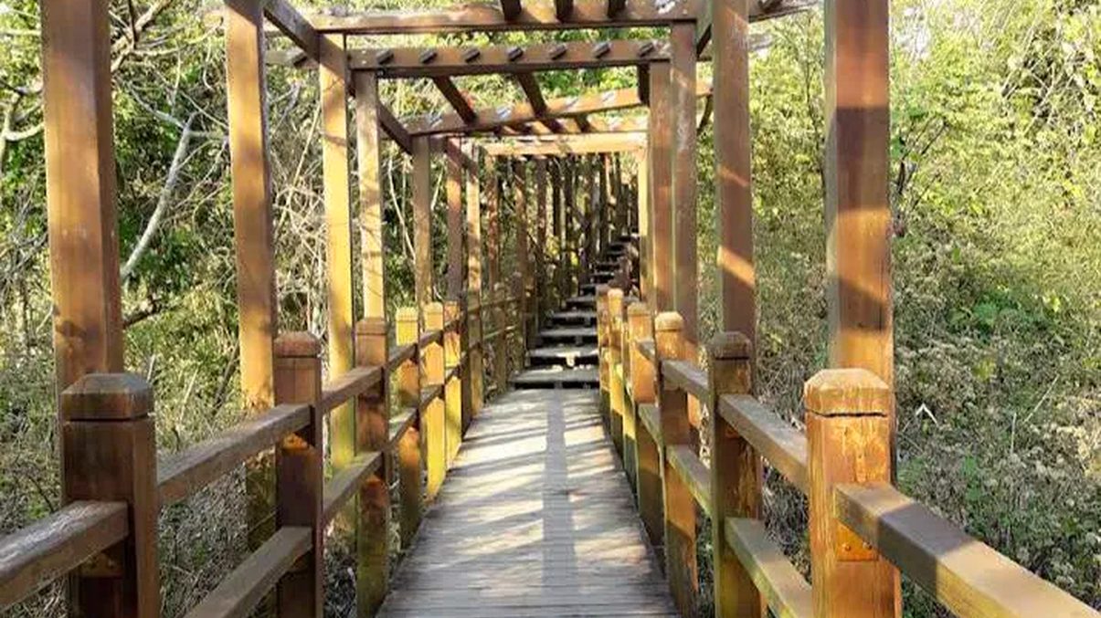 台中爬山：探索大坑十號登山步道的魅力