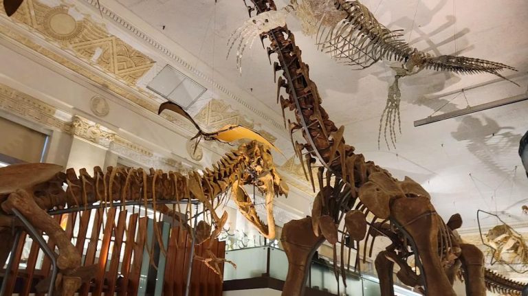 國立臺灣博物館：4館免票參觀的精彩活動