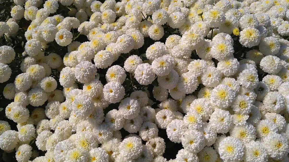 苗栗6月花季必去景點推薦｜體驗花露農場、銅鑼杭菊花季！